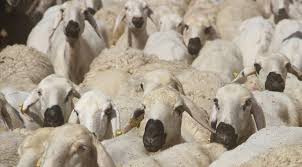 Kilis’te 65 koyun ve 20 bin lira vererek dolandırıldı